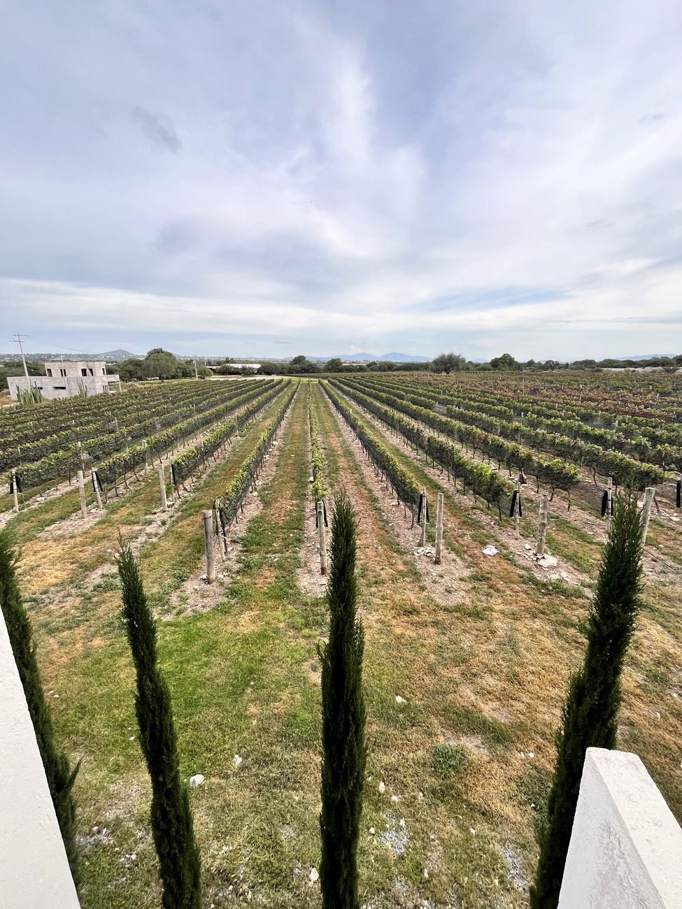 Viñedos vecinos